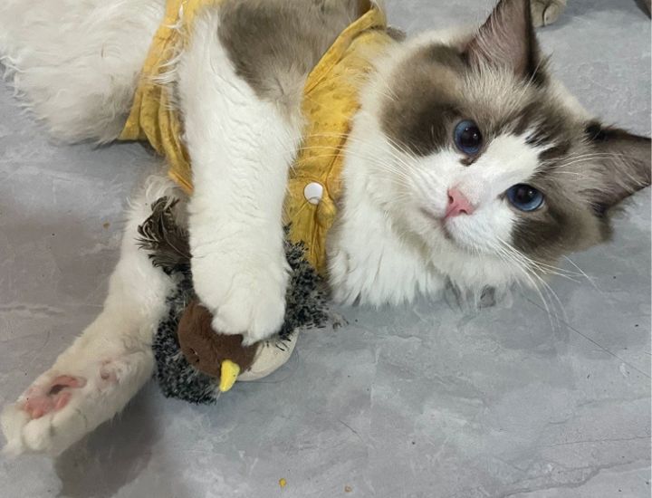 Pawfect BirdiePlay™️