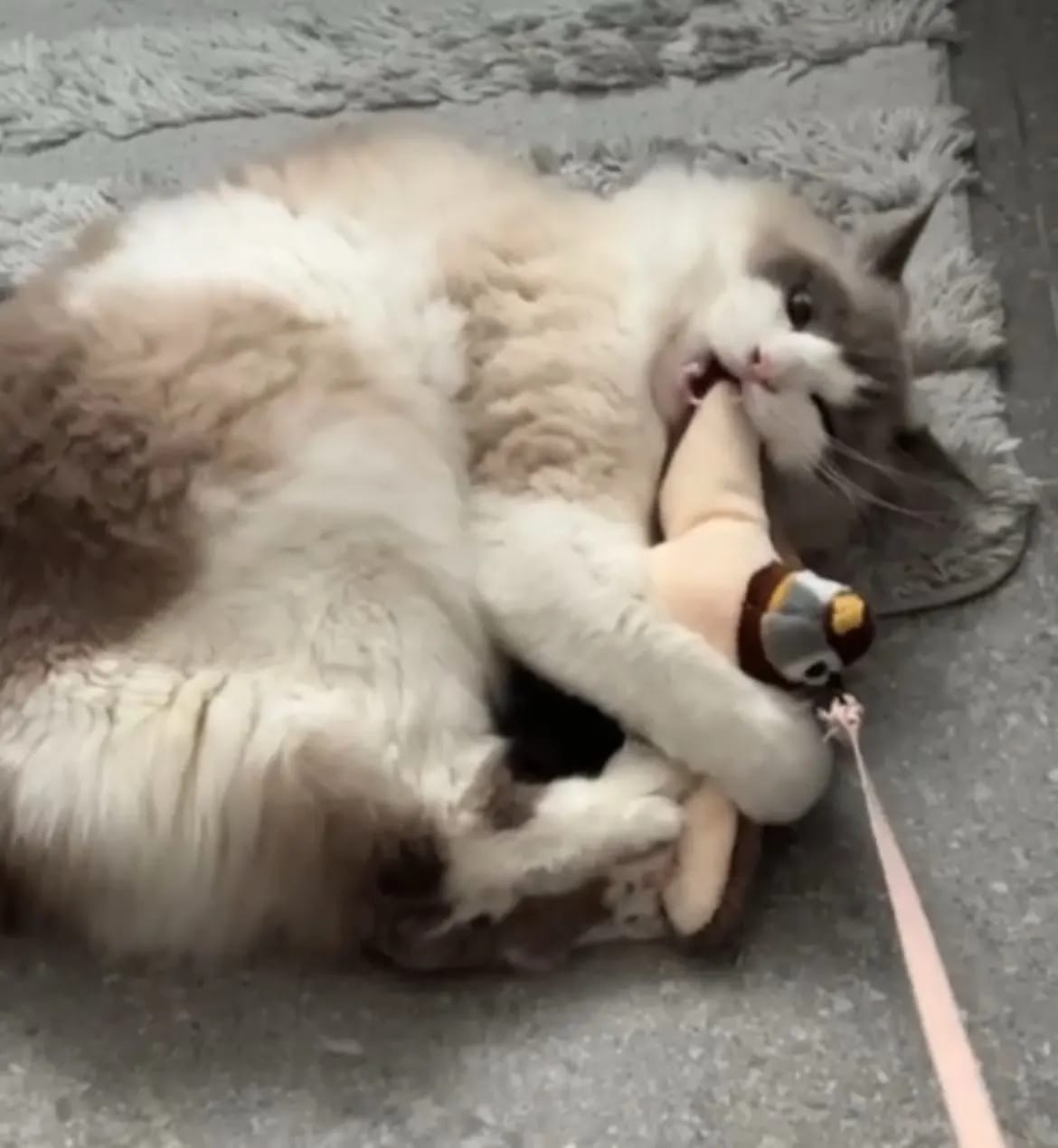 Pawfect BirdiePlay™️